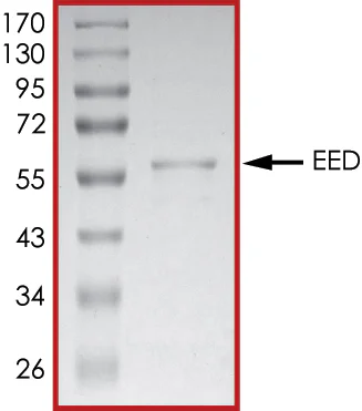 SDS-PAGE - Recombinant Human EED protein (His tag) (AB268453)