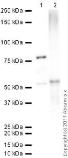Western blot - Recombinant Human eEF1A1/EF-Tu protein (AB81792)
