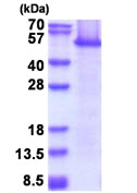 SDS-PAGE - Recombinant Human eEF1A1/EF-Tu protein (denatured) (AB177675), expandable thumbnail
