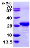 SDS-PAGE - Recombinant Human eEF1B2 protein (His tag C-Terminus) (AB104894)