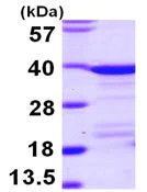 SDS-PAGE - Recombinant Human EEF1D protein (His tag N-Terminus) (AB104755)
