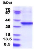 SDS-PAGE - Recombinant Human EEF2/Elongation factor 2 protein (denatured) (AB183170)
