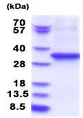 SDS-PAGE - Recombinant Human EEF2/Elongation factor 2 protein (denatured) (AB183170)