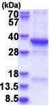 SDS-PAGE - Recombinant Human EF-Ts protein (denatured) (AB181937), expandable thumbnail