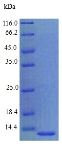 Recombinant human EG-VEGF protein (Active)