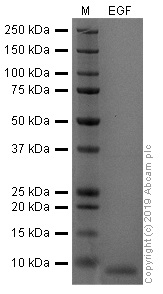 SDS-PAGE - Recombinant human EGF protein (Active) (AB259398), expandable thumbnail