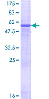 Recombinant Human EGFL8 protein