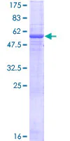 SDS-PAGE - Recombinant Human EGFL8 protein (GST tag N-Terminus) (AB164305)