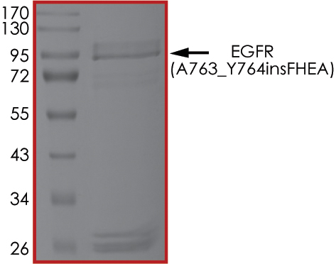 SDS-PAGE - Recombinant human EGFR (A763_Y764insFHEA) protein (Active) (AB268454), expandable thumbnail