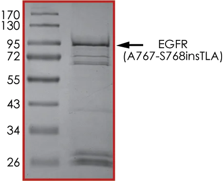 SDS-PAGE - Recombinant human EGFR (A767-S768insTLA) protein (Active) (AB268457)