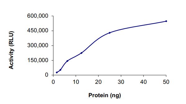 Recombinant human EGFR (D770_N771insNPG) protein (Active)