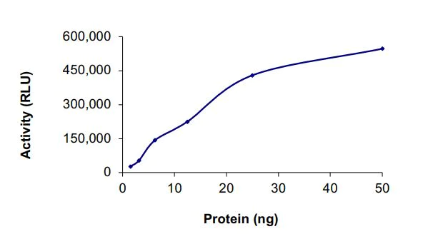 Functional Studies - Recombinant human EGFR (D770_N771insNPG) protein (Active) (AB268479)