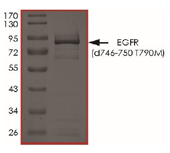 Recombinant human EGFR (deleted E746 + L747 + R748 + E749 + A750, mutated T790M) protein (Tagged)