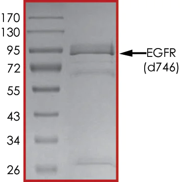 SDS-PAGE - Recombinant human EGFR (deleted E746) protein (Active) (AB268461)