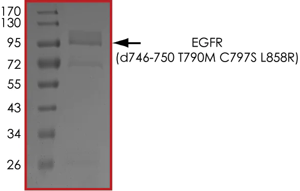 SDS-PAGE - Recombinant human EGFR deletion 746-750 (mutated T790M + C797S + L858R) protein (Active) (AB268465)