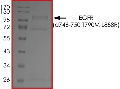 SDS-PAGE - Recombinant human EGFR deletion 746-750 (mutated T790M + L858R) protein (Active) (AB268467)