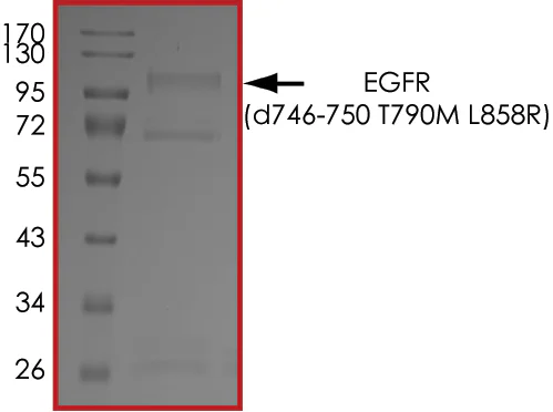 SDS-PAGE - Recombinant human EGFR deletion 746-750 (mutated T790M + L858R) protein (Active) (GST tag N-Term) (AB268467)