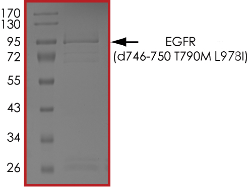 SDS-PAGE - Recombinant human EGFR deletion 746-750 (mutated T790M + L978I) protein (Active) (AB268468), expandable thumbnail