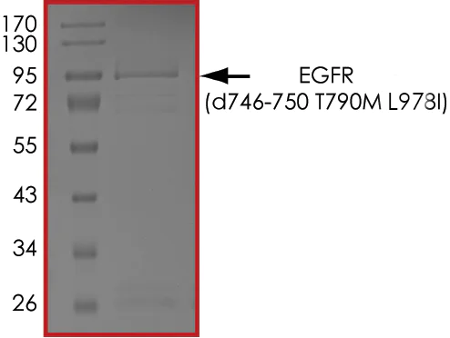 SDS-PAGE - Recombinant human EGFR deletion 746-750 (mutated T790M + L978I) protein (Active) (AB268468)