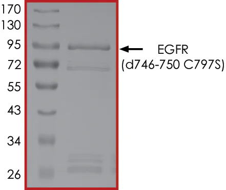 SDS-PAGE - Recombinant human EGFR deletion 747-750 (mutated C797S) protein (Active) (GST tag N-Terminus) (AB268464)