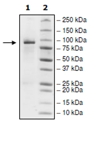 SDS-PAGE - Recombinant human EGFR (mut T790M + C797S + L858R) protein (Active) (GST N-Term + His tag C-Term) (AB271494)