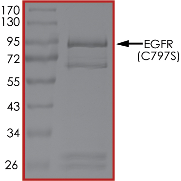 SDS-PAGE - Recombinant human EGFR (mutated C797S) protein (Active) (AB268460), expandable thumbnail