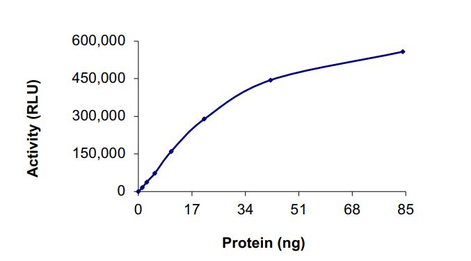 Recombinant human EGFR (mutated D761Y) protein (Active)