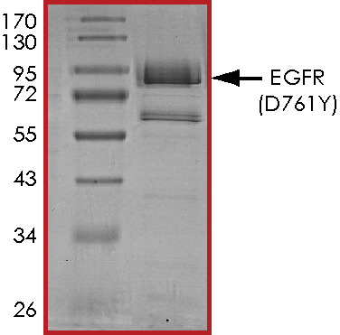 SDS-PAGE - Recombinant human EGFR (mutated D761Y) protein (Active) (AB268476), expandable thumbnail