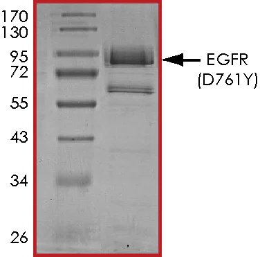 SDS-PAGE - Recombinant human EGFR (mutated D761Y) protein (Active) (AB268476)