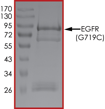 SDS-PAGE - Recombinant human EGFR (mutated G719C) protein (Active) (AB268482), expandable thumbnail