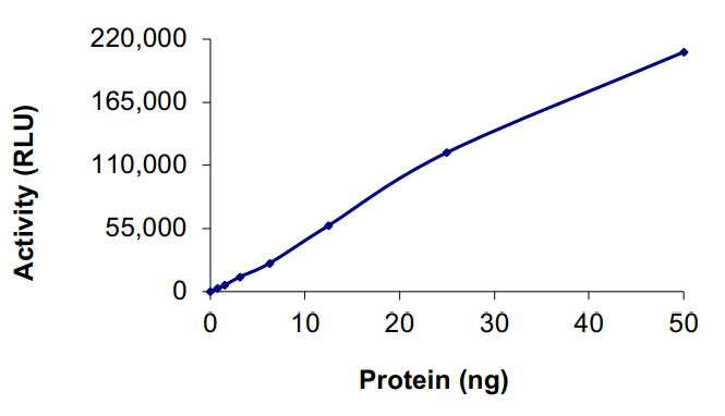Recombinant human EGFR (mutated K716A + C797S + L858R) protein (Active)