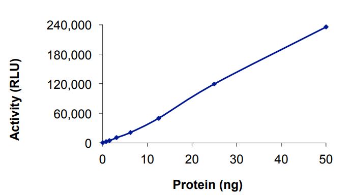 Recombinant human EGFR (mutated K716A) protein (Active)