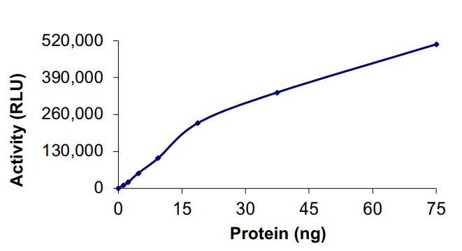 Functional Studies - Recombinant human EGFR (mutated K716A + T790M + C797S + L858R) protein (Active) (AB268489), expandable thumbnail