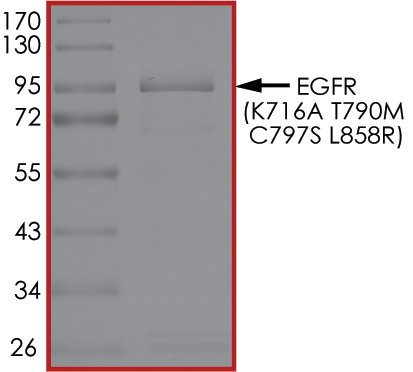 SDS-PAGE - Recombinant human EGFR (mutated K716A + T790M + C797S + L858R) protein (Active) (AB268489), expandable thumbnail