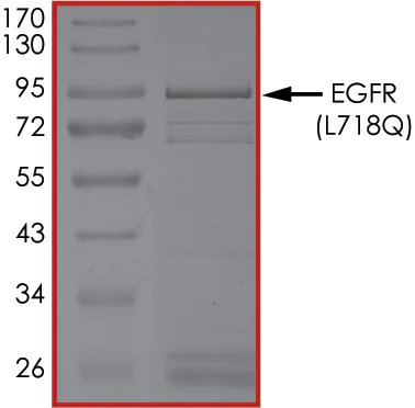 SDS-PAGE - Recombinant human EGFR (mutated L718Q) protein (Active) (AB268495)