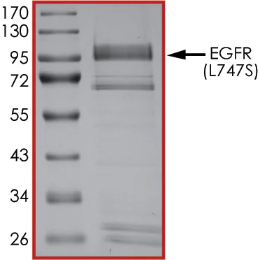 SDS-PAGE - Recombinant human EGFR (mutated L747S) protein (Active) (AB268496)