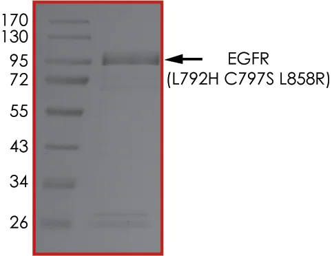 SDS-PAGE - Recombinant human EGFR (mutated L792H + C797S + L858R) protein (Active) (AB268500)
