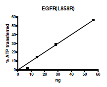Recombinant human EGFR (mutated L858R) protein (Active)