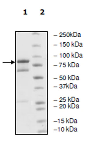 SDS-PAGE - Recombinant human EGFR (mutated L858R) protein (Active) (AB271492)