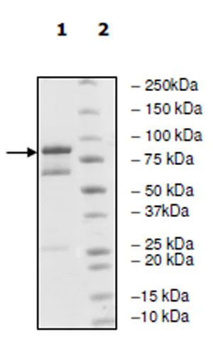 SDS-PAGE - Recombinant human EGFR (mutated L858R) protein (Active) (GST N-Terminus + 6x His tag C-Terminus) (AB271492)