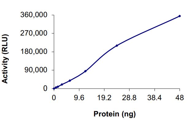Recombinant human EGFR (mutated R999A) protein (Active)