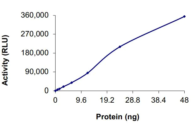 Functional Studies - Recombinant human EGFR (mutated R999A) protein (Active) (AB268505)