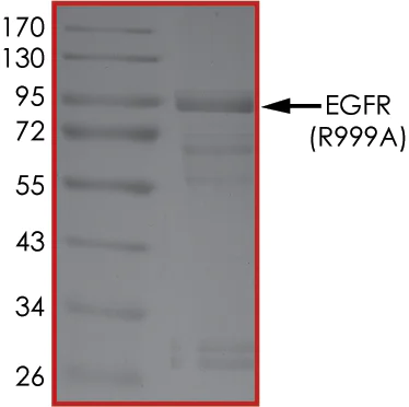 SDS-PAGE - Recombinant human EGFR (mutated R999A) protein (Active) (AB268505)