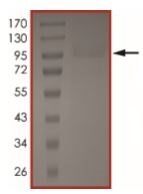 SDS-PAGE - Recombinant human EGFR (mutated T790M + C797S + L858R) protein (Active) (AB223159), expandable thumbnail