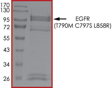 SDS-PAGE - Recombinant human EGFR (mutated T790M + C797S + L858R) protein (Active) (AB223159), expandable thumbnail