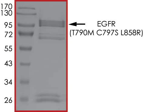 SDS-PAGE - Recombinant human EGFR (mutated T790M + C797S + L858R) protein (Active) (AB223159)