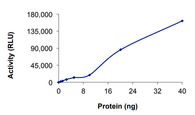 Functional Studies - Recombinant human EGFR (mutated T790M + C797S + L858R + R999A) protein (Active) (AB268506)
