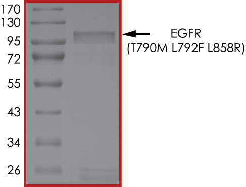 SDS-PAGE - Recombinant human EGFR (mutated T790M + L792F + L858R) protein (AB268509), expandable thumbnail
