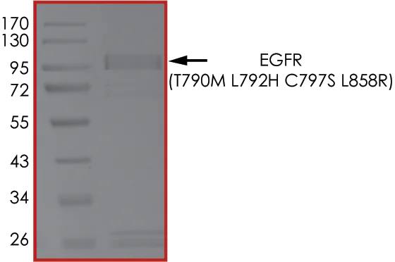 SDS-PAGE - Recombinant human EGFR (mutated T790M + L792H + C797S + L858R) protein (Active) (AB268510)