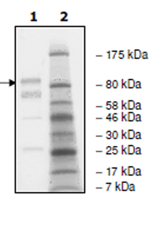 SDS-PAGE - Recombinant human EGFR (mutated T790M + L858R) protein (Active) (AB271495), expandable thumbnail